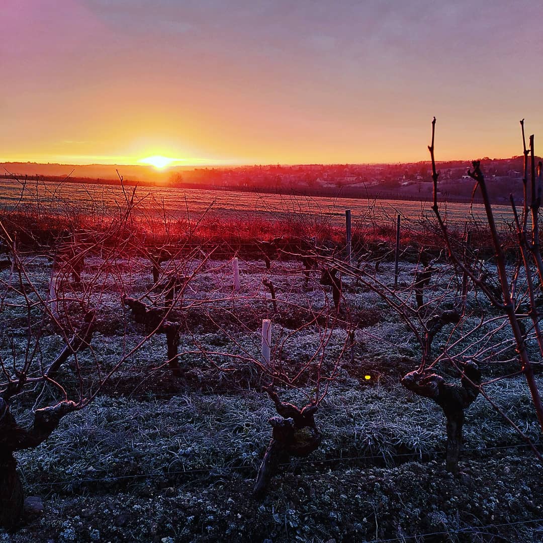 Garo’Vin’s beautiful frost-covered vineyards in Chanzeaux in Anjou the Loire Valley