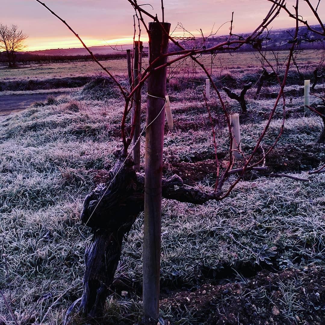 Garo’Vin’s beautiful frost-covered vineyards in Chanzeaux in Anjou the Loire Valley